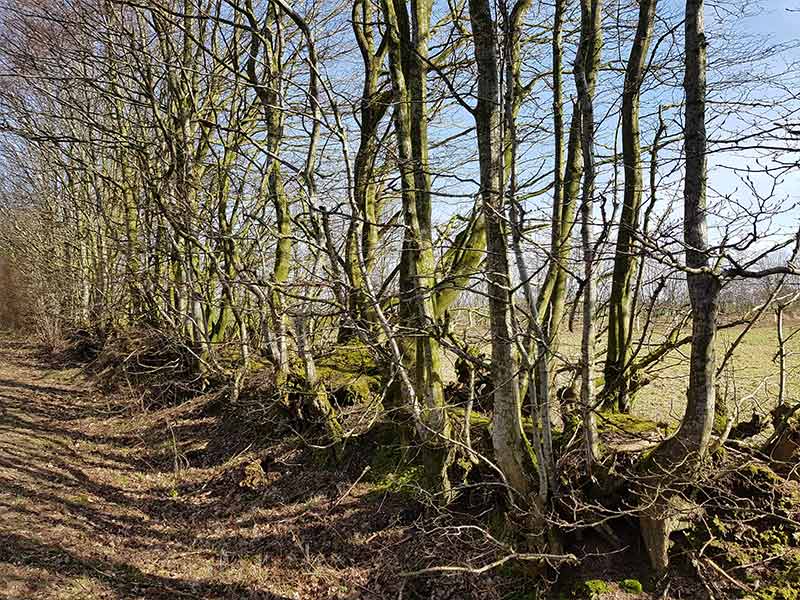 lohnunternehmen gerbitz ahrensburg storman arbeiten landschaftsbau bepflanzung knick biotope anlage pflege hecken gehoelze pflanzen biodiversitaet erosionsschutz